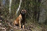 BULLMASTIFF 451